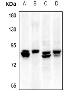 Elastin antibody