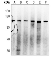 GP1BA antibody