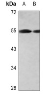 CXCR1 antibody