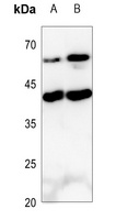 Anti-IL-9 Antibody