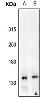 MET (phospho-Y1235) antibody