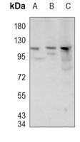 MLK3 (phospho-T277/S281) antibody