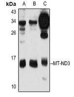 MT-ND3 antibody