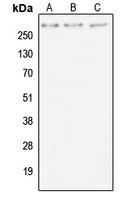 Anti-MUC4 Antibody