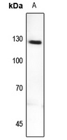 MYBPC2 antibody