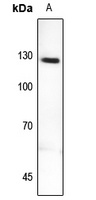 Anti-MYBPC2 Antibody