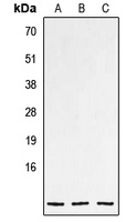 Anti-NPPC Antibody