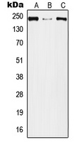 PLXNA2 antibody