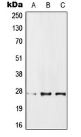 PPP1R1A antibody