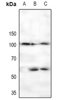 Anti-CTIP (Phospho-S327) Antibody
