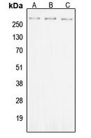 Anti-ROS (Phospho-Y2114) Antibody