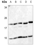 RPS27 antibody