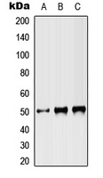 ST3GAL3 antibody