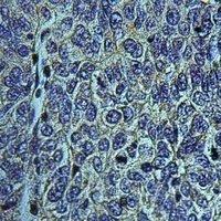 Anti-NHE5 Antibody