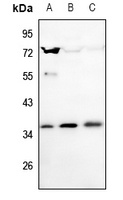 SNAI2 antibody