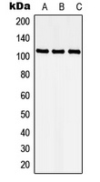 CDKL5 antibody