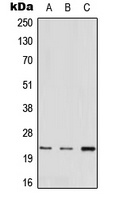 MED22 antibody