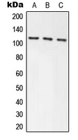 Anti-Axin-1 Antibody