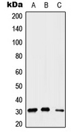 GEMIN2 antibody