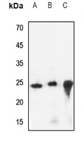 CREG1 antibody