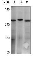 CACNA1G antibody
