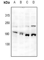 SPAG9 antibody