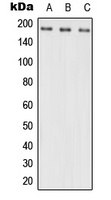 Anti-NRXN3 Antibody