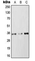 RAB36 antibody