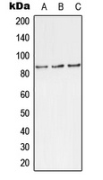 TLK1 (phospho-S743) antibody