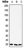 YAF2 antibody