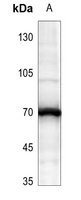 Anti-ATE1 Antibody