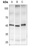 GPR182 antibody