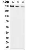 UBR2 antibody