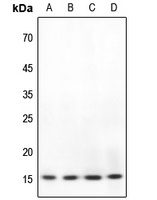 BRI3 antibody