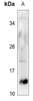 Anti-SERP1 Antibody