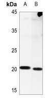 NIP7 antibody