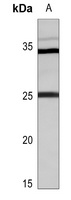 RAB39A antibody