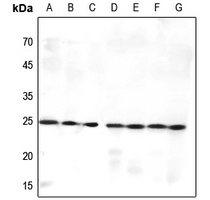 MED9 antibody