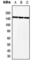 Anti-MKL2 Antibody