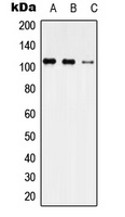 Anti-USP35 Antibody