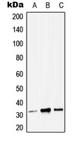 ZMAT3 antibody