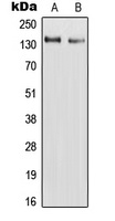 RAPH1 antibody