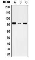 TMC7 antibody