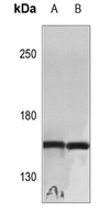 Anti-Cyclin B3 Antibody