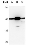Anti-PSKH2 Antibody