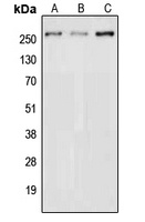 Anti-NAV3 Antibody