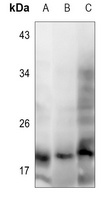 Anti-IFN alpha 1 Antibody