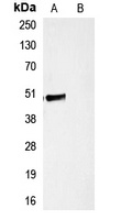 HA-tag antibody