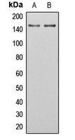 Anti-SGK223 (Phospho-Y413) Antibody