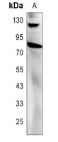 Anti-Alpha-adducin Antibody